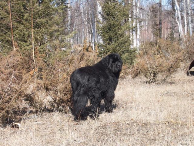 Фото: ньюфаундленд Ярада из Сибирской Глубинки (Yarada iz Sibirskoy Glubinki)
