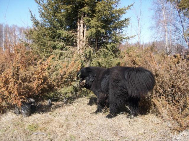 Фото: ньюфаундленд Карат из Медвежьего Яра (Karat iz Medvejyego Yara)