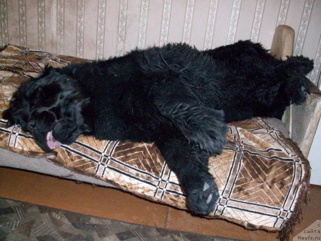 Фото: ньюфаундленд Ярада из Сибирской Глубинки (Yarada iz Sibirskoy Glubinki)