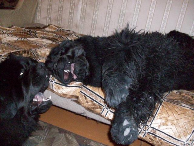 Фото: ньюфаундленд Ярада из Сибирской Глубинки (Yarada iz Sibirskoy Glubinki)