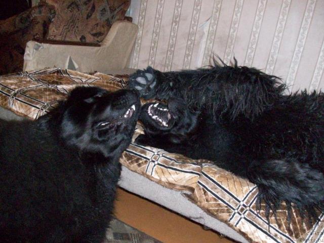 Фото: ньюфаундленд Ярада из Сибирской Глубинки (Yarada iz Sibirskoy Glubinki)