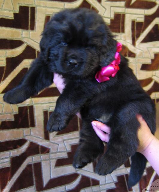 Фото: ньюфаундленд Линда-Мери Лин (Linda-Meri Lin)