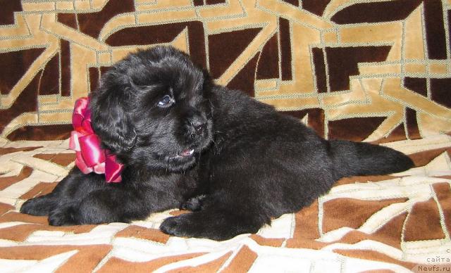 Фото: ньюфаундленд Линда-Мери Лин (Linda-Meri Lin)