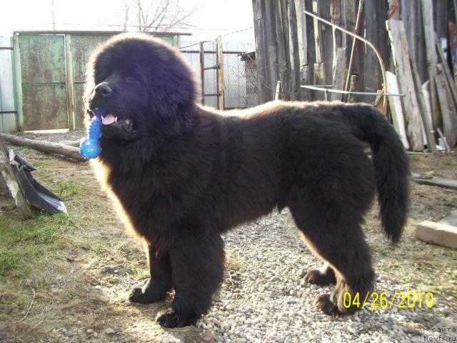 Фото: ньюфаундленд Бегущая по Волнам Ритм энд Блюз