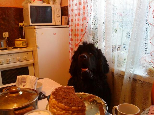 Фото: ньюфаундленд Зинедин из Сибирской Глубинки