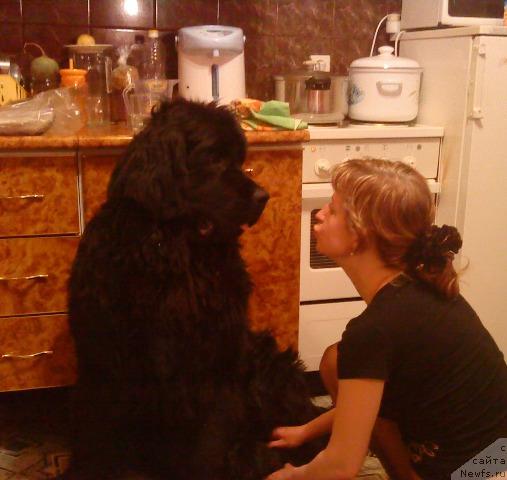 Фото: ньюфаундленд Зинедин из Сибирской Глубинки, Ирина Колочинская