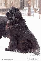 Фото: ньюфаундленд Потап Цандри