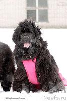 Фото: ньюфаундленд Потап Рейчел Каприз (Potap Rachel Kapriz)