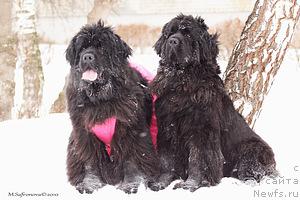 Фотография № 41492