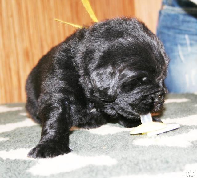 Фото: Бегущая по волнам Харизма