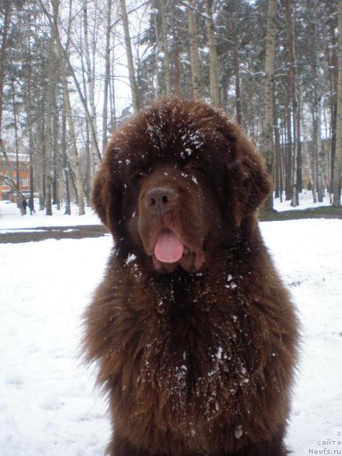 Фото: ньюфаундленд Командор из Медвежьего Яра