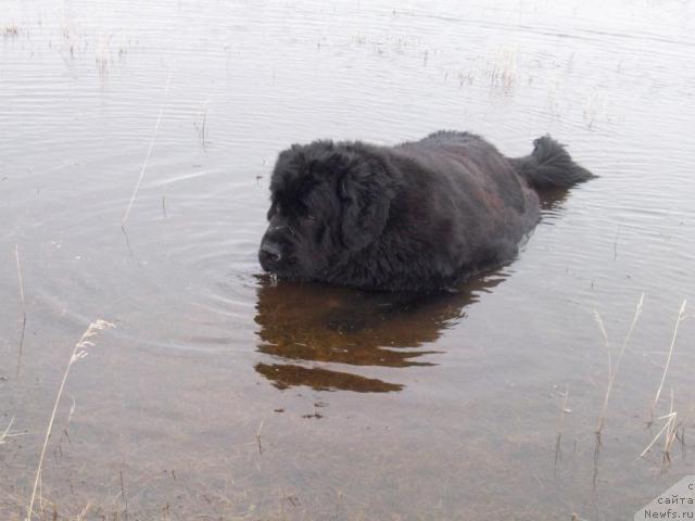 Фото: ньюфаундленд Ярада из Сибирской Глубинки (Yarada iz Sibirskoy Glubinki)