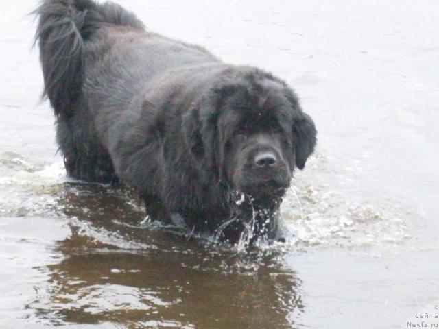 Фото: ньюфаундленд Ярада из Сибирской Глубинки (Yarada iz Sibirskoy Glubinki)