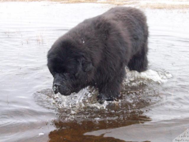 Фото: ньюфаундленд Карат из Медвежьего Яра (Karat iz Medvejyego Yara)