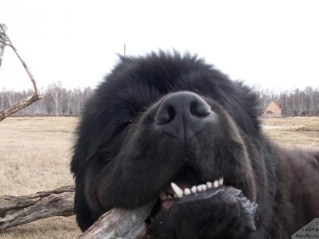 Фото: ньюфаундленд Карат из Медвежьего Яра (Karat iz Medvejyego Yara)