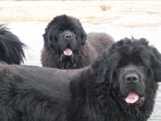 Фото: ньюфаундленд Ярада из Сибирской Глубинки (Yarada iz Sibirskoy Glubinki)
