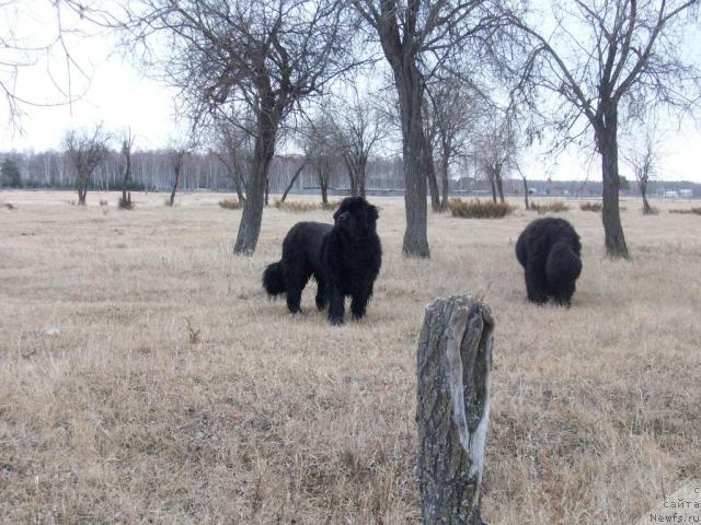 Фото: ньюфаундленд Карат из Медвежьего Яра (Karat iz Medvejyego Yara)