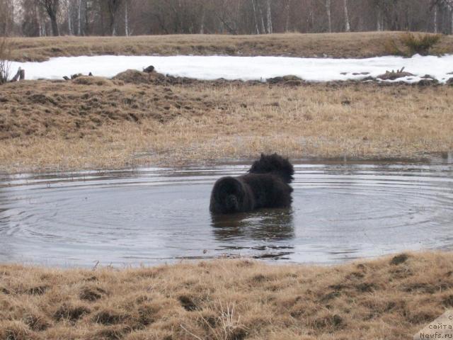Фото: ньюфаундленд Карат из Медвежьего Яра (Karat iz Medvejyego Yara)