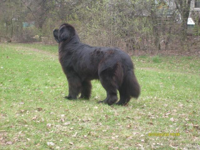 Фото: ньюфаундленд Midnight Lady's All You Need