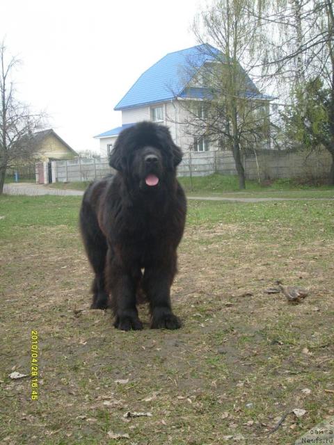 Фото: ньюфаундленд Midnight Lady's All You Need