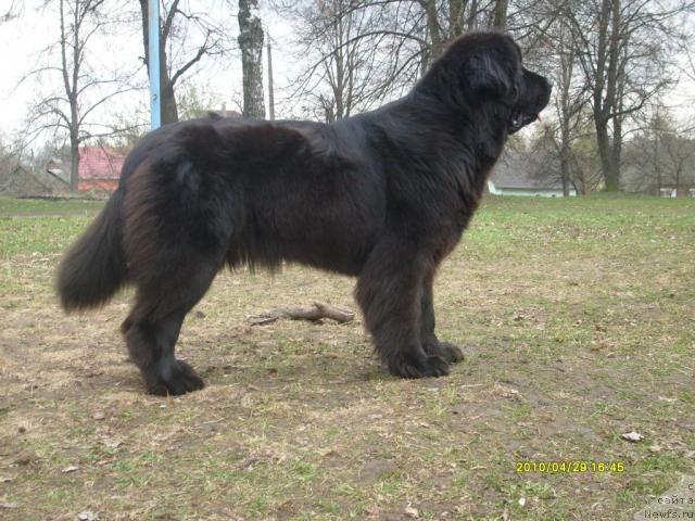 Фото: ньюфаундленд Midnight Lady's All You Need