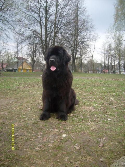 Фото: ньюфаундленд Midnight Lady's All You Need