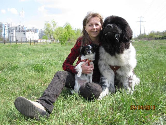 Фото: Светлана Мороз, ньюфаундленд Плюшевая Панда Стиль-Санкт-Петербурга, и Симочка