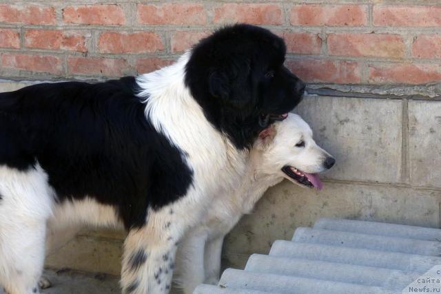 Фото: ньюфаундленд Находка Для Души с Берега Дона (Nahodka Dlya Dushi s Berega Dona)