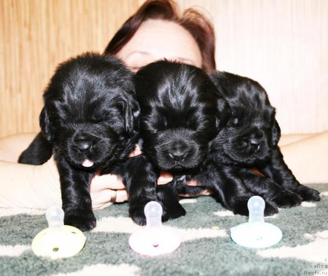 Фото: Дети, ньюфаундленд Бегущая по Волнам Вся Такая Растакая (Beguschaya po Volnam Vsya Takaya Rastakaya)