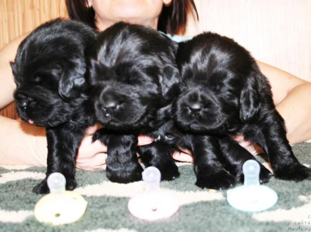Фото: Щенки, ньюфаундленд Бегущая по Волнам Вся Такая Растакая (Beguschaya po Volnam Vsya Takaya Rastakaya)