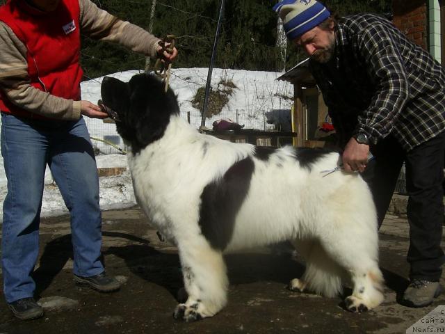 Фото: Наталия Снигирева, ньюфаундленд Супер Бизон Батон, Андрей Зотов