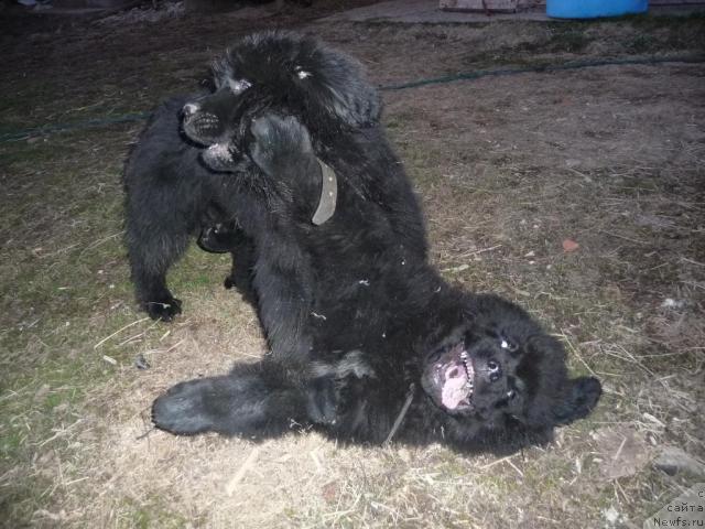 Фото: ньюфаундленд Большая Удача