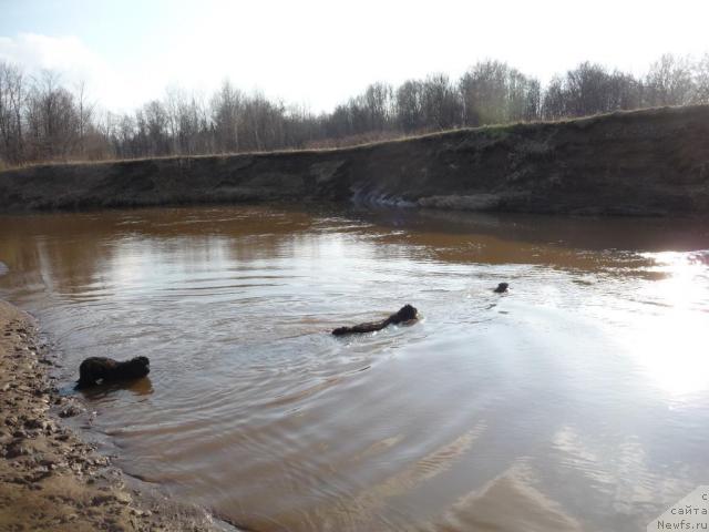 Фото: ньюфаундленд Блестящая Брина, ньюфаундленд Большая Удача