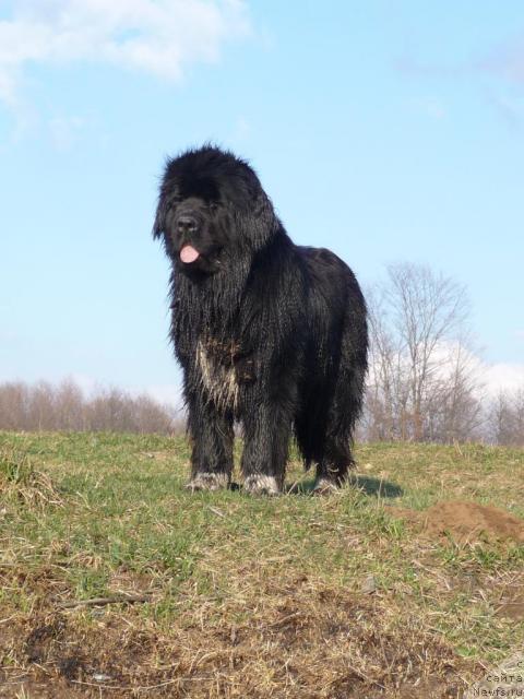 Фото: ньюфаундленд Блестящая Брина