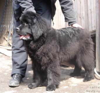 Фото: ньюфаундленд Ньюфорт Магия Любви