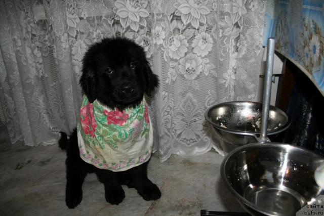 Фото: ньюфаундленд Усатый Нянь Тимоша