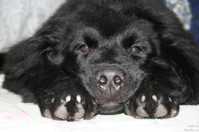 Фото: ньюфаундленд Усатый Нянь Тимоша