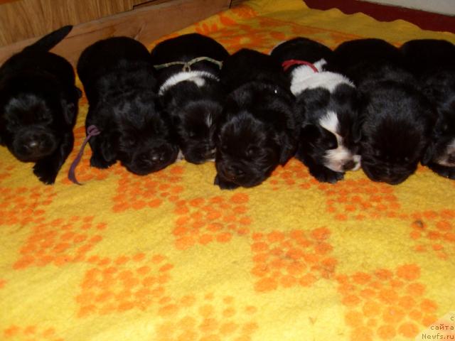 Фото: ньюфаундленд Akcello Faithful Friend Aqua Pearl, ньюфаундленд Aleze Beautiful Princess Aqua Pearl