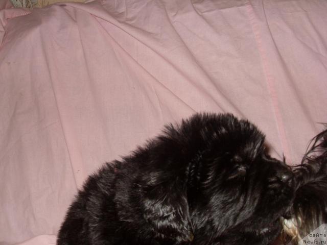 Фото: ньюфаундленд Akcello Faithful Friend Aqua Pearl