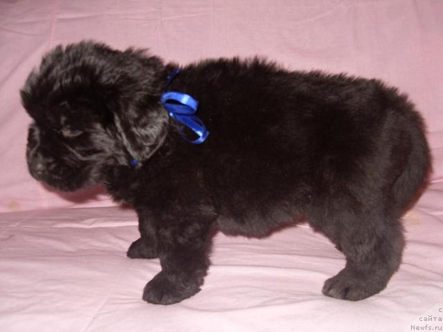 Фото: ньюфаундленд Akcello Faithful Friend Aqua Pearl