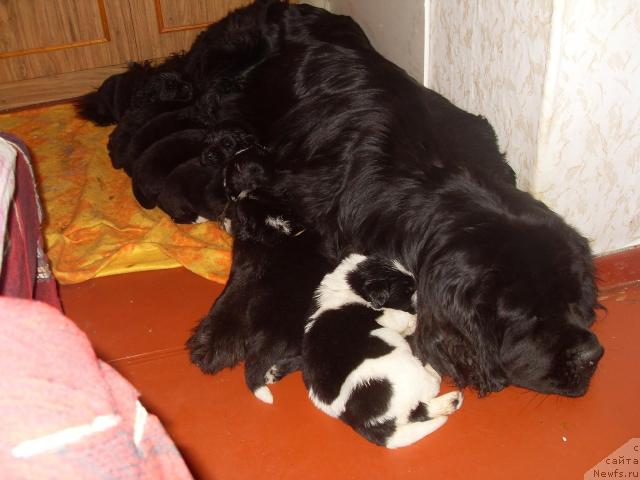 Фото: ньюфаундленд Чара Блэк Квэст Морской Медведь, ньюфаундленд Aleze Beautiful Princess Aqua Pearl