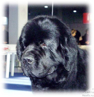 Фото: ньюфаундленд Thickish Newfoundland Hot Dog