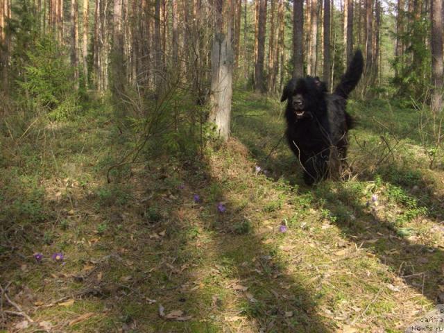 Фото: ньюфаундленд Акин Соул София