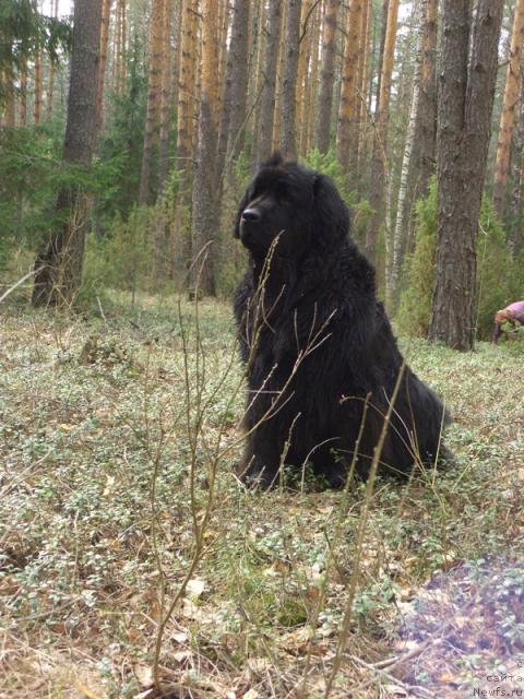 Фото: ньюфаундленд Лесная Сказка Лунная Соната
