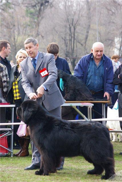 Фото: ньюфаундленд Его Высочество от Сибирского Медведя (Ego Vysochestvo ot Sibirskogo Medvedja), [р237]