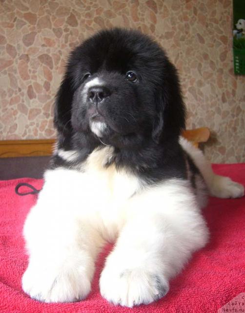 Фото: ньюфаундленд Супер Премиум Женева (Super Premium Zheneva)