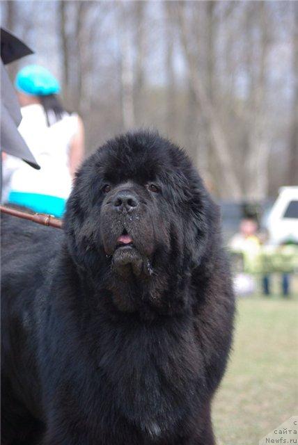 Фото: ньюфаундленд Его Высочество от Сибирского Медведя (Ego Vysochestvo ot Sibirskogo Medvedja)