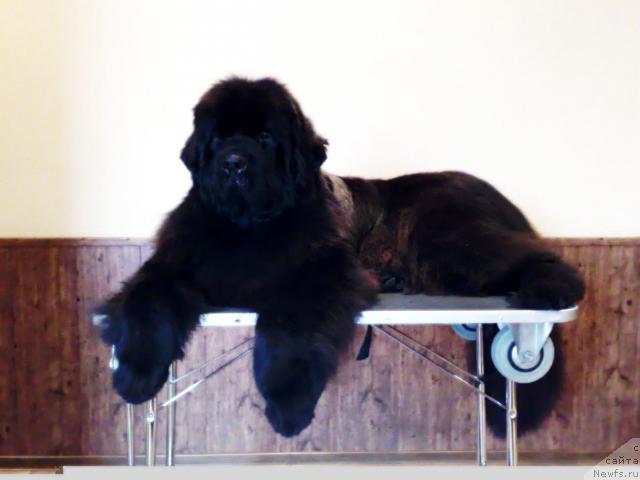 Фото: ньюфаундленд Смигар Нимфея Неотразимая (Smigar Nimfeya Neotrazimaya)