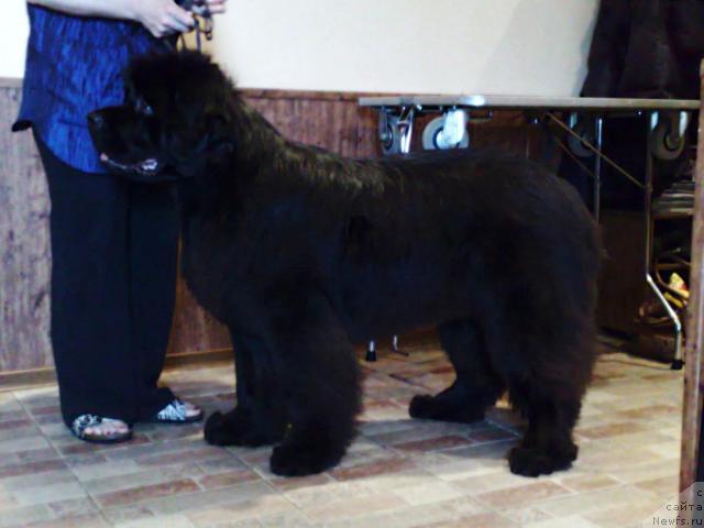 Фото: ньюфаундленд Смигар Нимфея Неотразимая (Smigar Nimfeya Neotrazimaya)