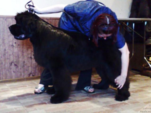 Фото: ньюфаундленд Смигар Нимфея Неотразимая (Smigar Nimfeya Neotrazimaya)